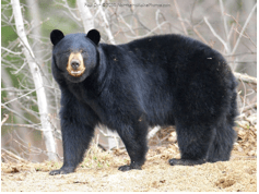 bear_clip_image005.png