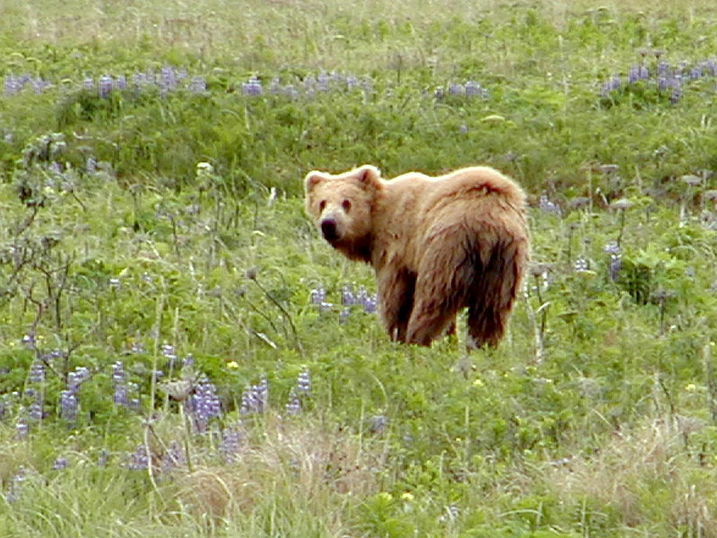 BearAss_a7bfd184faf8944fd7571403df0319452a1fe3cb.jpg