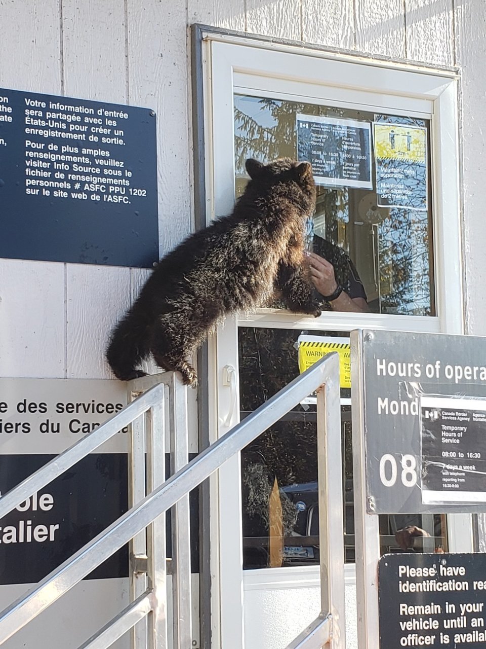 Bearat border2.jpg