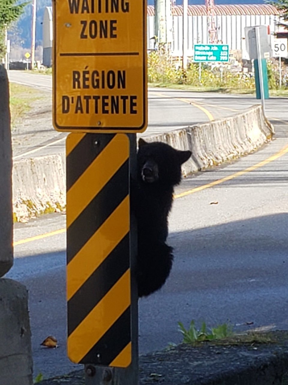 BearatBorder3.jpg