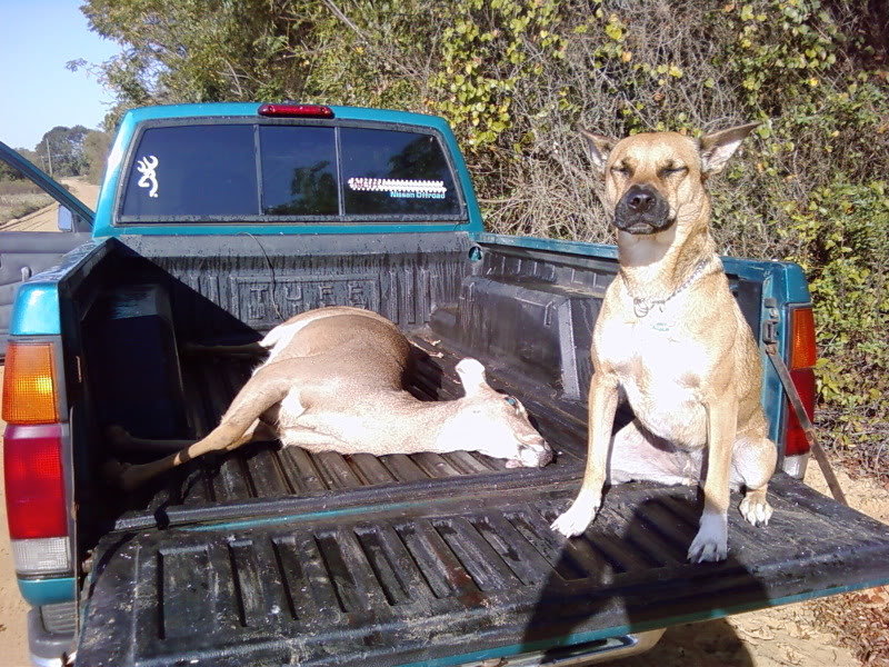 BearDeer_4d7daf43b221954069a3a673119d93a62303f5db.jpg