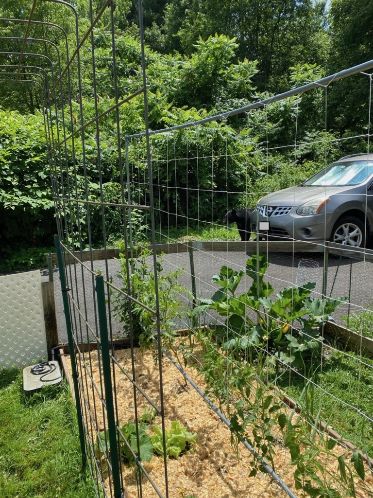 BearGarden.jpg