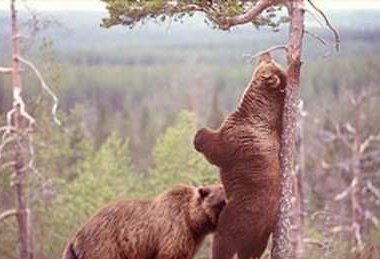 bears.jpg