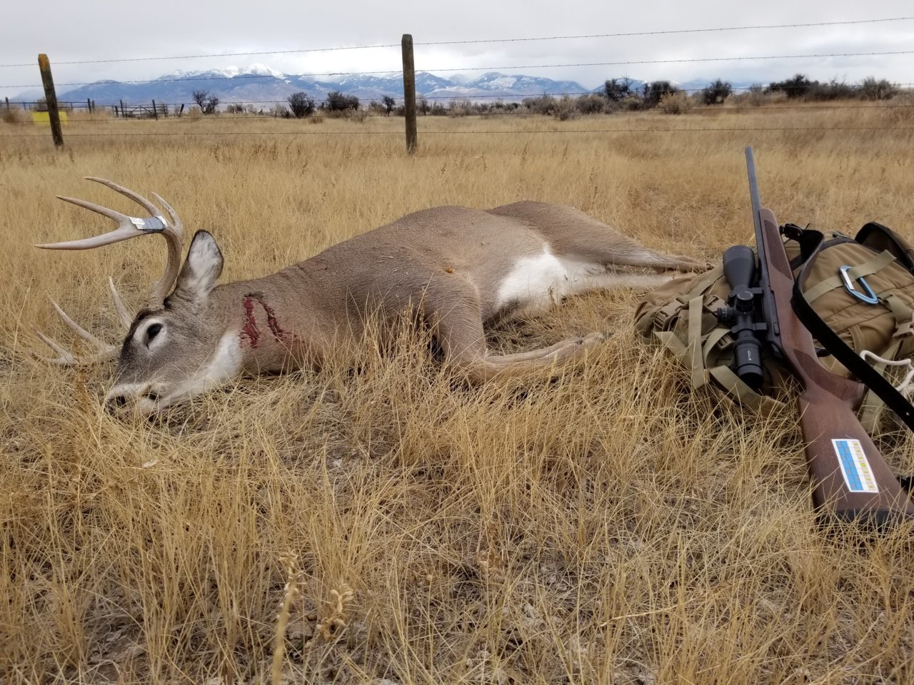 Beaverhead buck 2018.jpg