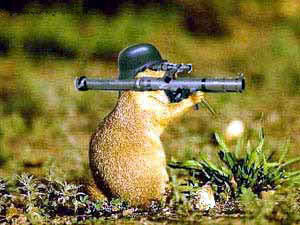 beaverwars_256a865ee6b986fabb4f690bb3caa5597ff641d3.jpg