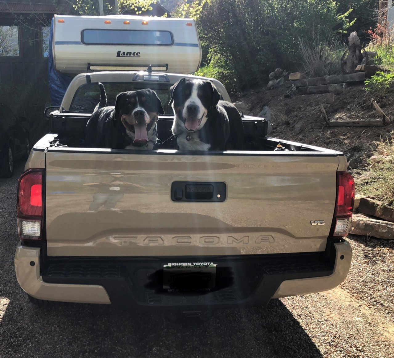 how can i keep my dog in the truck bed