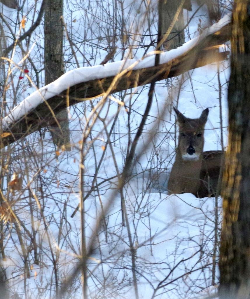 beddeddoe_zps217227f2_f7171b3b3260dbc89830b3fa2d7daee037c713a8.jpg