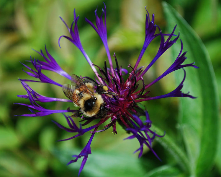 bee.jpg