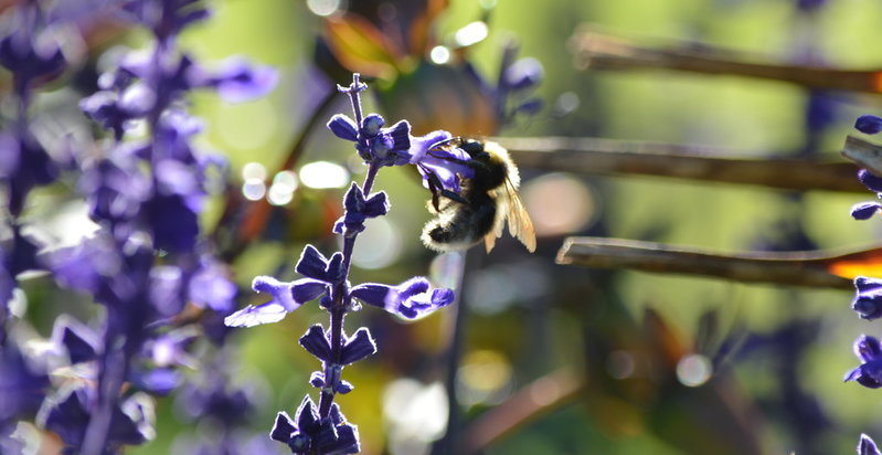 bee.jpg