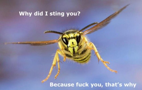 bee.jpg