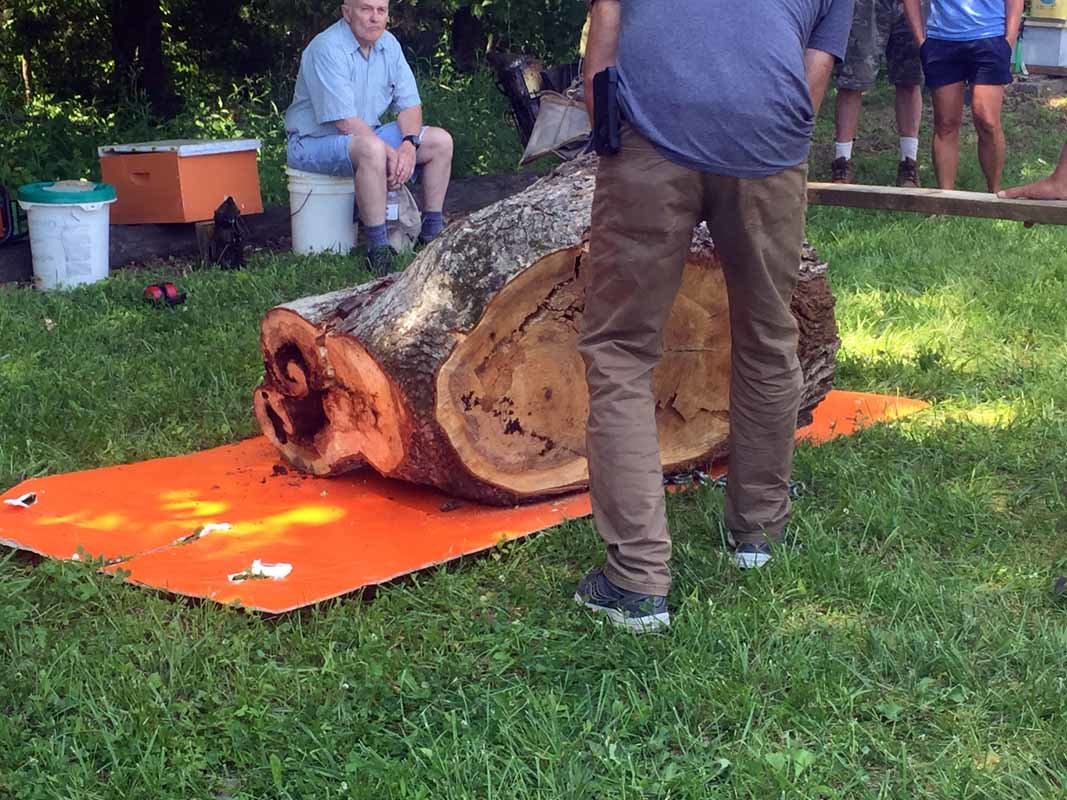 Bee_Tree (1).jpg