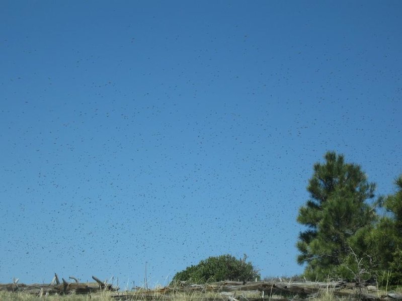 Beeeeeeee's !!.jpg