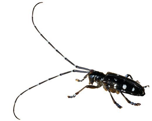Beetles-longhorn-2.jpg