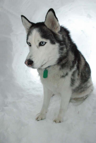 Bella 1a.jpg