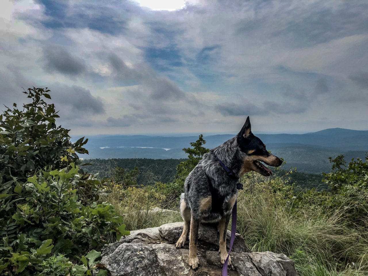bella 2.jpg