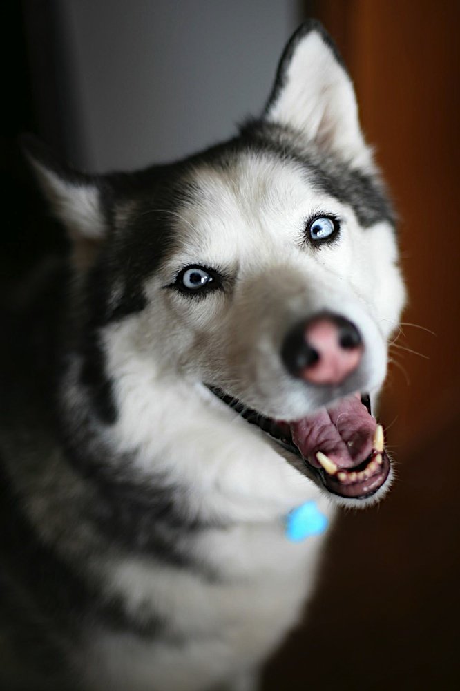 Bella 3.jpg