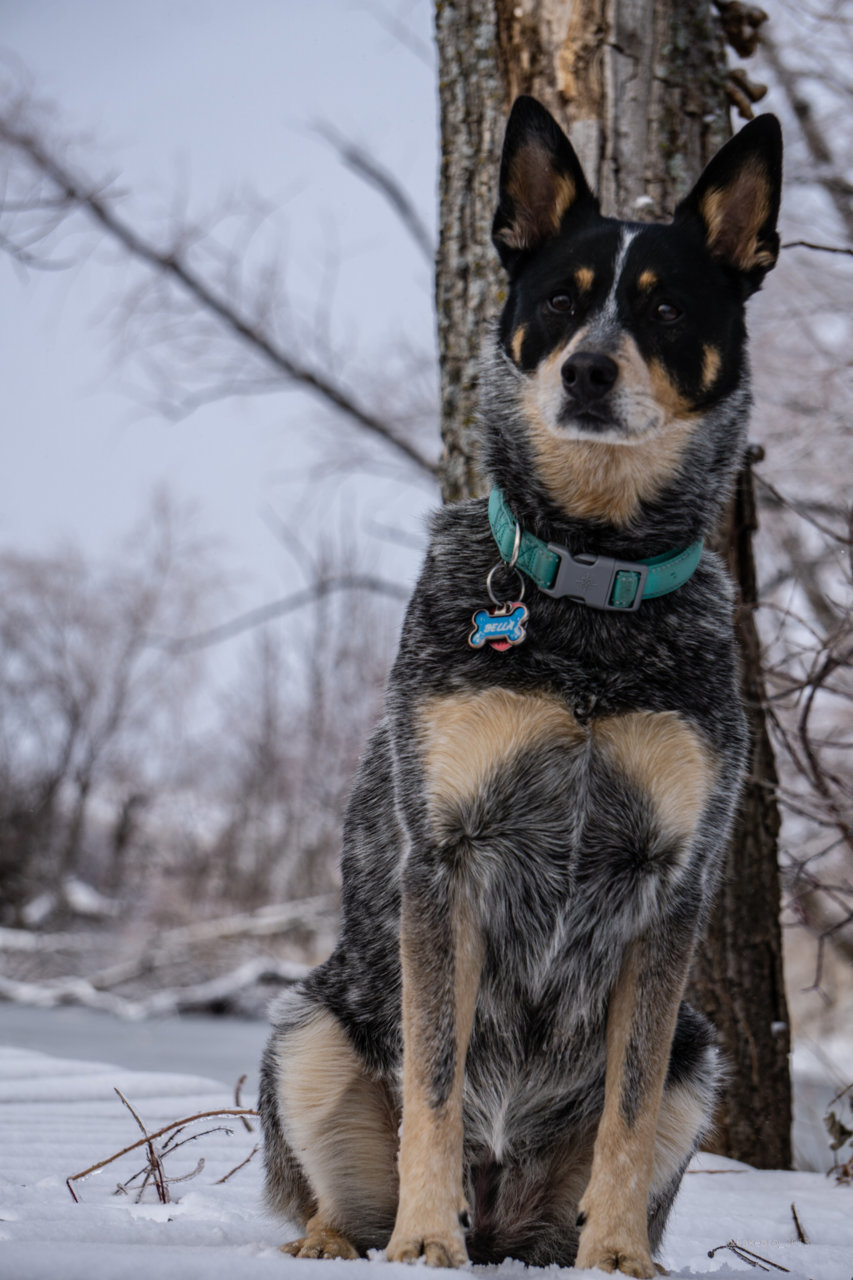 bella sitting.jpg