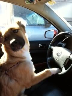 belladriving_7992c8f1dff386fc8f861ad02eddb8495b945f65.jpg