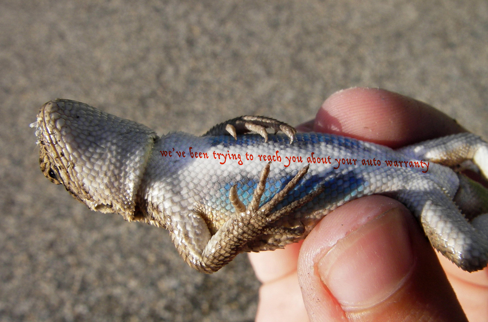 Belly_of_male_Southern_sagebrush_lizard_(Sceloporus_graciosus).jpg
