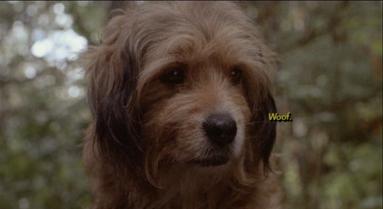 benji2.jpg