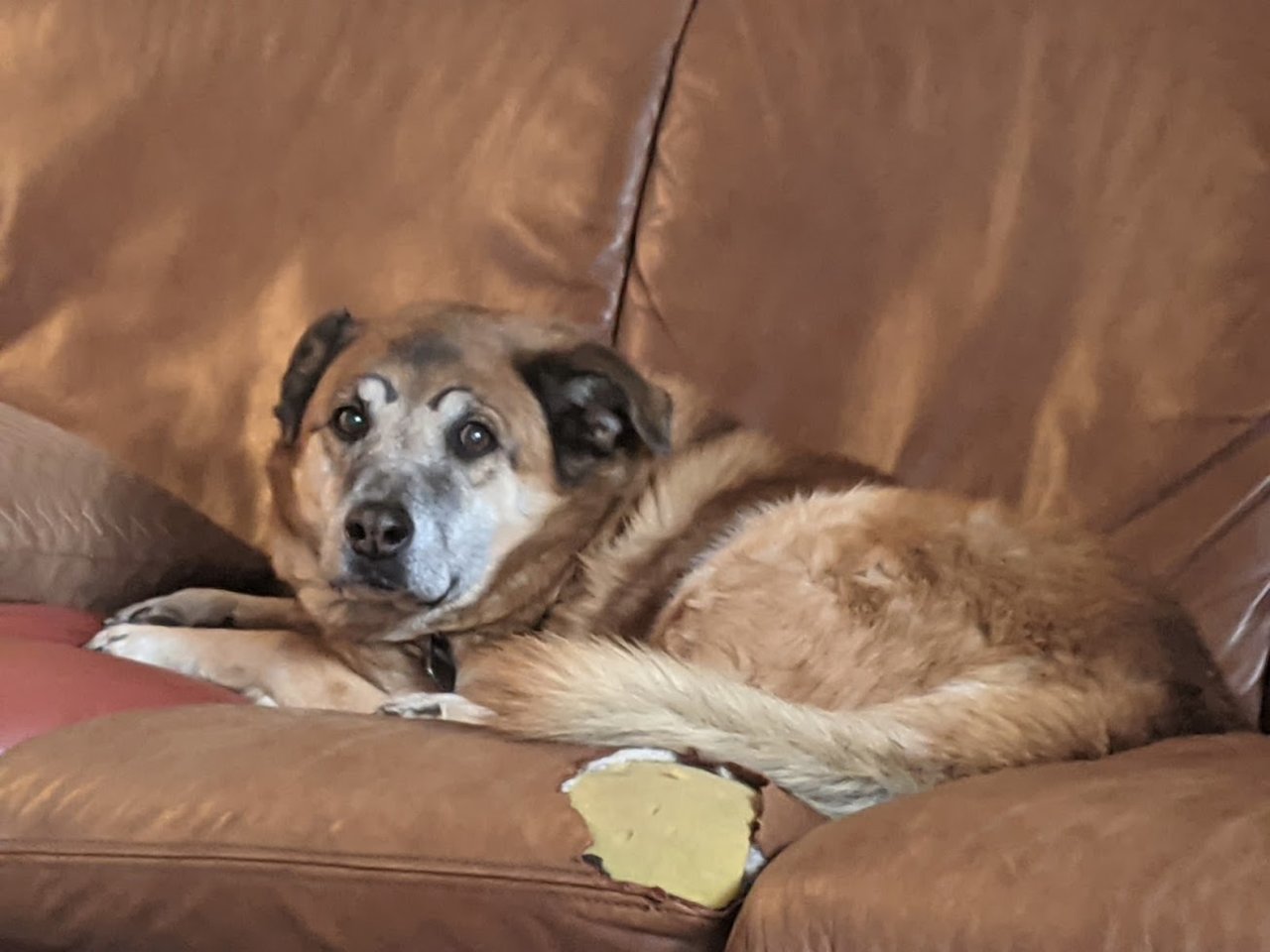 bert brows and couch.jpg