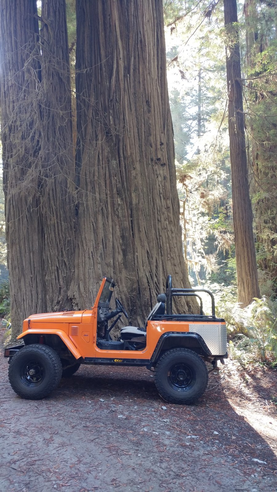 Betsy in Redwoods.jpg