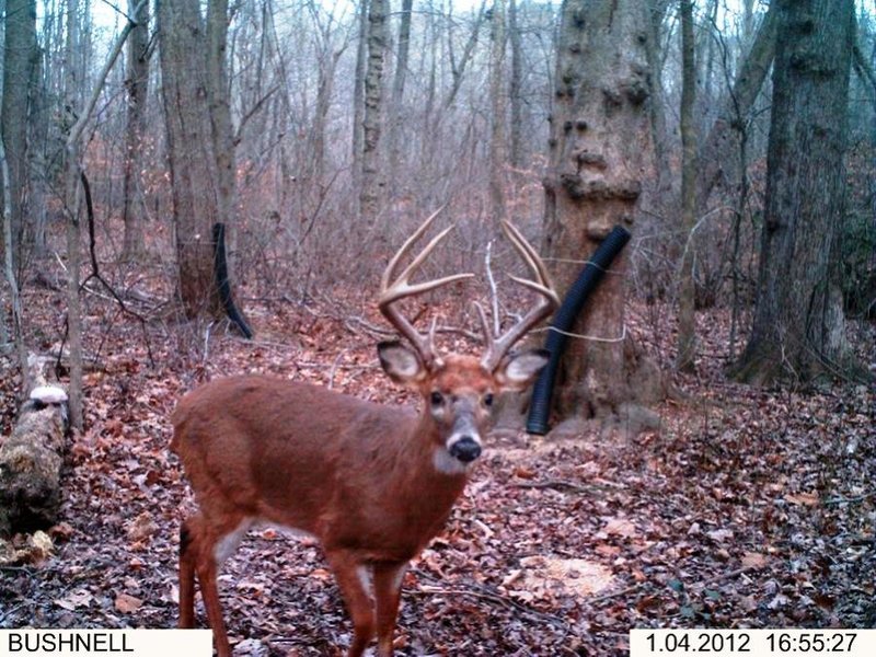 Big 8 point.jpg