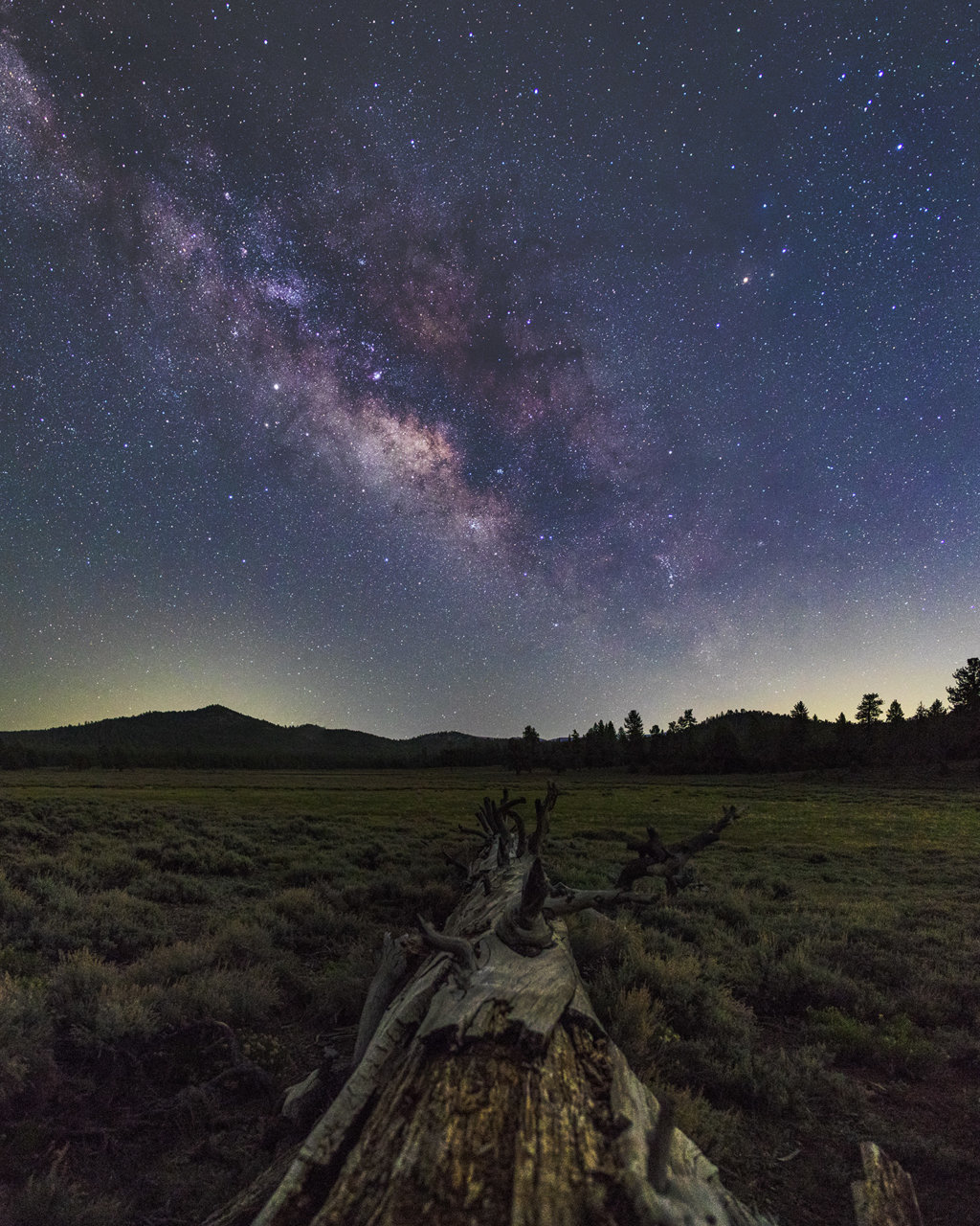 Big Bear Log 50mm Milk Pano.jpg