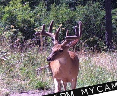 big buck.jpg