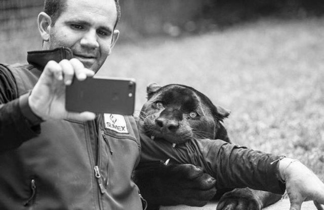 big-cat-selfie_e105cd2a943a2cea01bce8cedde5b3007423df12.jpg