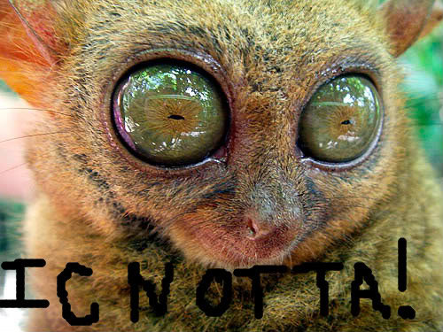 Big-Eyes-12-1_138e969a7c8d6e46318afb3a620b0a834d941cea.jpg