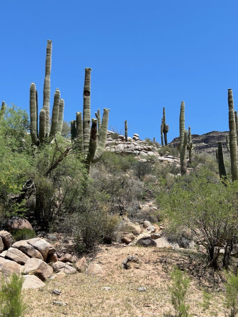 Big Saguaros.jpg
