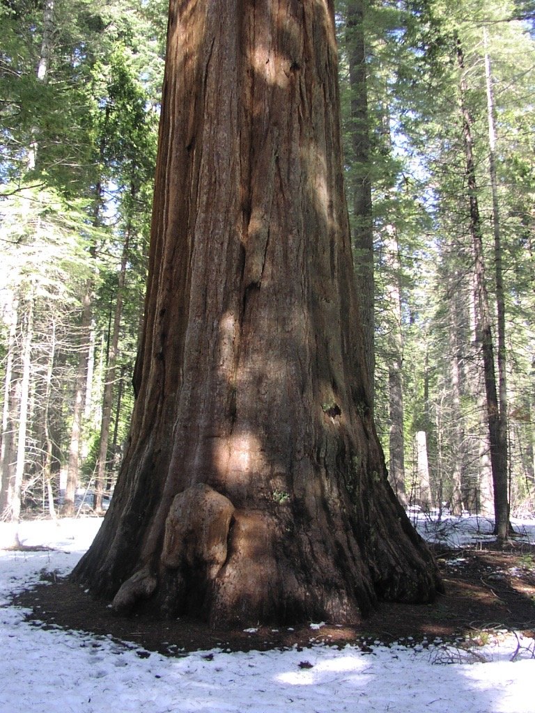 Big Trees 2.jpg
