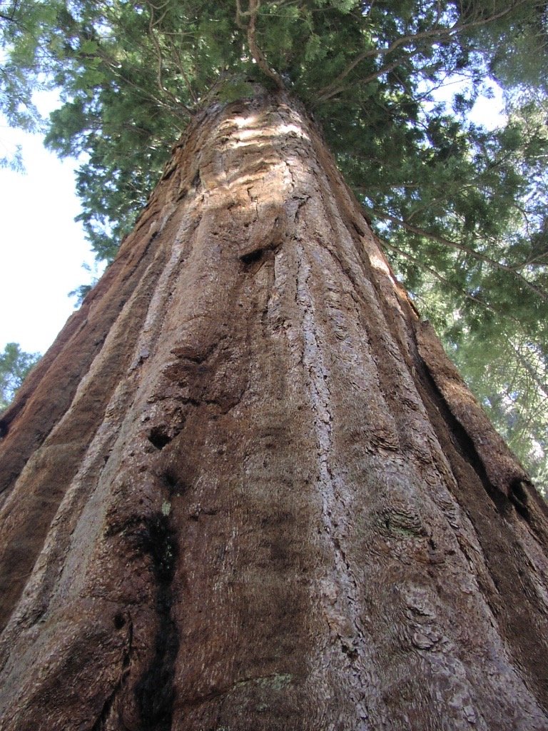 Big Trees 3.jpg