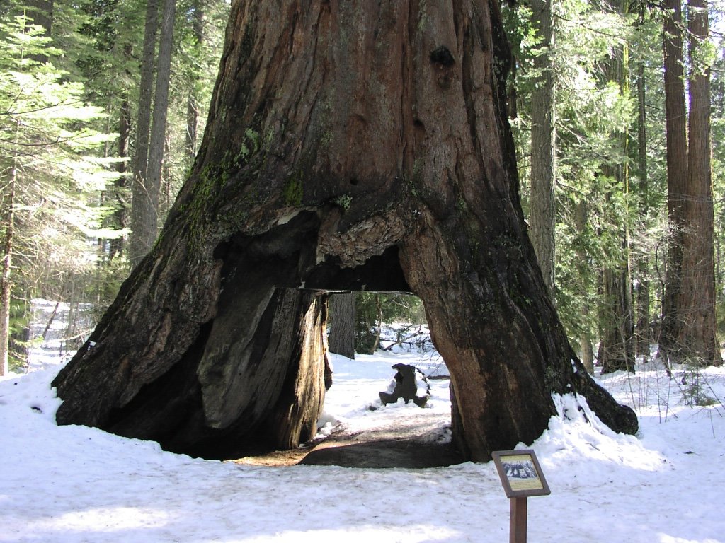 Big Trees 4.jpg