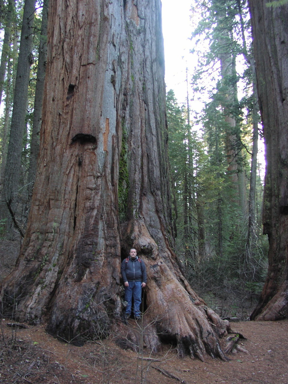 Big Trees 5.jpg