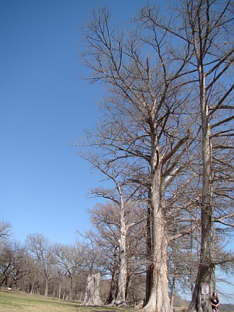 big trees.jpg