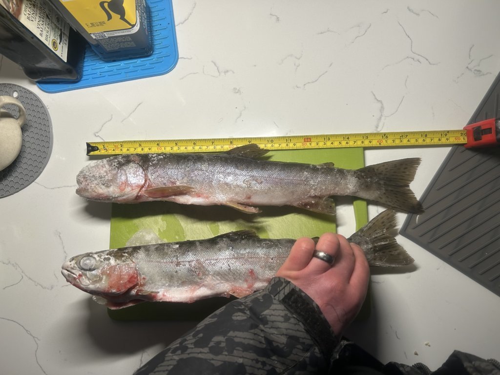 big trout.jpg