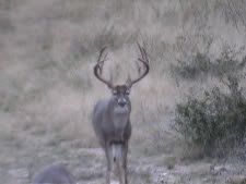big-whitetail-bucks-Dsc00177_689cad3f02bd67568c5ea515720f36ea2cca6e41.jpg