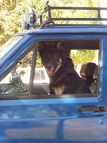 BigGdog.jpg