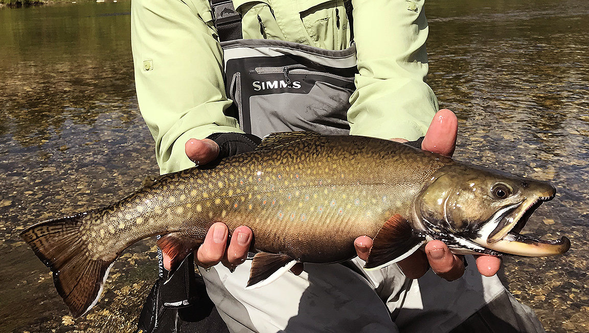 Biggest-Brookie.jpg