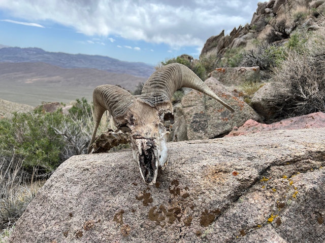 bighorn-fail.jpg