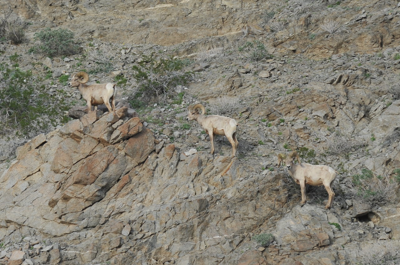 bighorn_sheep.jpg