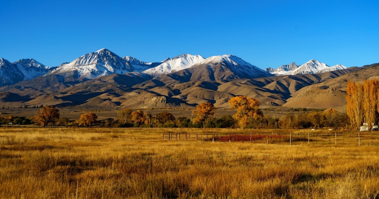 bigpine1.jpg