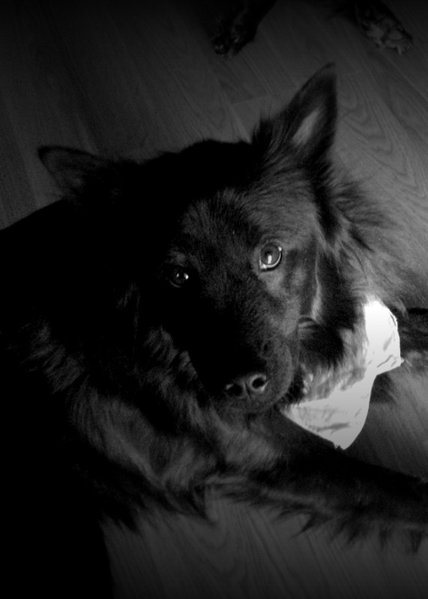 Bigpuppy.jpg