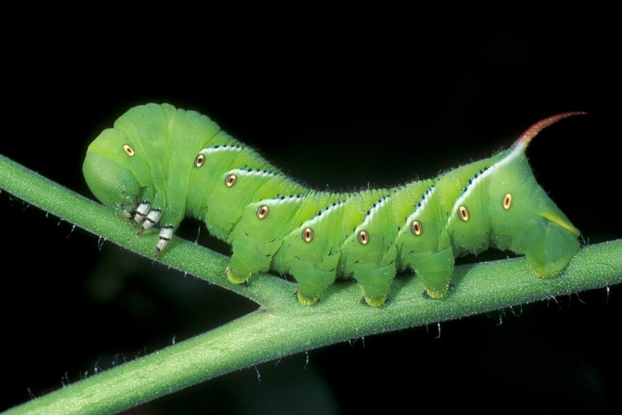 bigstock-Tomato-Hornworm-31734068.jpg