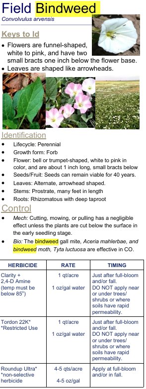 bindweed.png