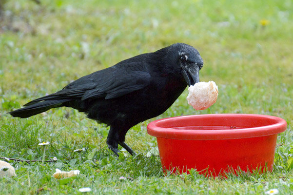 bird-barrier-how-to-get-rid-of-crows-2.jpg