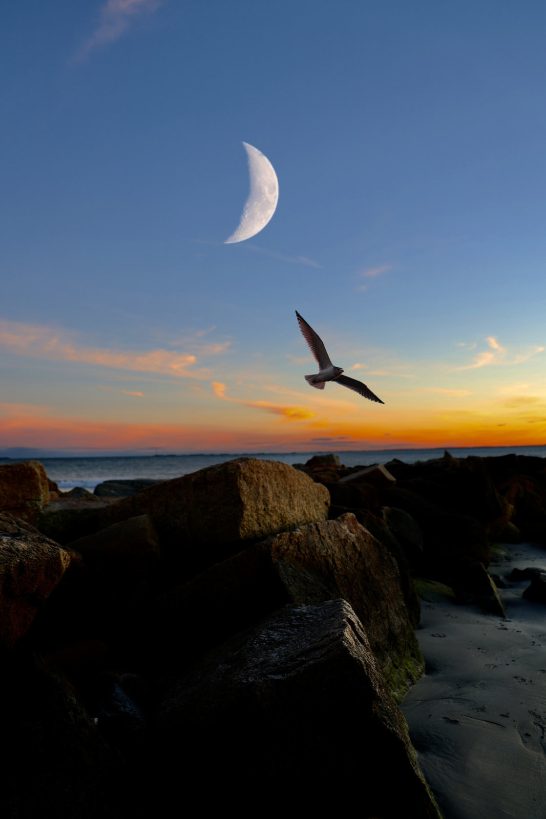Bird Moon Roger Wheeler Beach.jpg