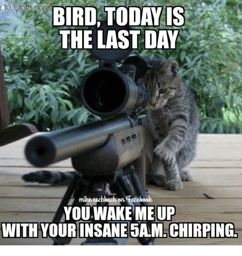 bird-today-is-the-last-day-you-wake-meup-with-31620370.jpg